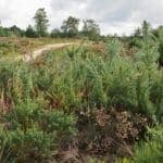 Prisoners in Portugal to help clear forests under new criminal policy law