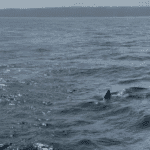 Large shark spotted off Nazaré
