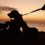 Algarve sunset dog walks support animal welfare