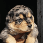 Cadela Carlota marks 18 years of rescue