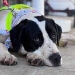 Spencer steals the show as support grows for Algarve shelter