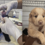 Birthday celebrations interrupted by rescue of 11 puppies