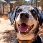 The dogs who have been waiting for their chance