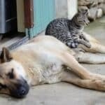 Nearly 40% of pet abandonment cases happen during summer holidays, GNR warn