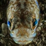 Stepped on a weever fish? Here’s what to do