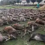 Torre Bela hunt case closed five years after animal ‘massacre’