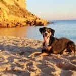 Almancil hosts charity sunset dog walk