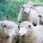 Suspected wolf attack kills 46 sheep in Miranda do Douro