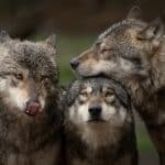 “Protected in Portugal, huntable in Spain”: groups call for joint strategy for Iberian wolves