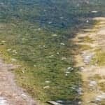Critically low oxygen levels blamed for fish deaths near Armação de Pêra