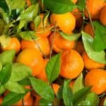 Controversial intensive farming project approved in protected area of Alentejo
