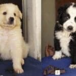 Eleven puppies, 11 names – thanks to their sponsors
