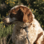 Older ladies, lots of love: two dogs still waiting for their chance