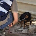Faro authorities remove seven dogs from poor conditions