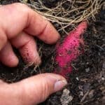 Why gardening is good for you