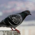 Pigeon-killing virus spreads to six Azores islands