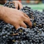 Growers dump 300kg grapes in street as alert to Douro region crisis