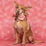 Find your new four-legged friend at AlgarveShopping adoption day