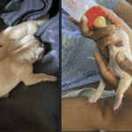 Another litter abandoned – this time, none survived