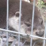 Otter rescued from trap in northern Portugal