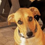 World Animal Day in Lagos: meet dogs looking for homes