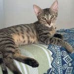 Could you foster a shy cat?