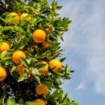 Fuel costs and imports squeeze Algarve citrus growers