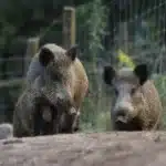 NGO calls for structured, comprehensive plan to control rise in numbers of wild boar