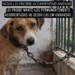 Parliament approves law banning animals on chains/ shut on balconies