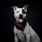 Adopt a new pet this Halloween at AlgarveShopping