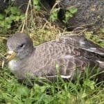 Madeira urged to switch off lights to help young shearwaters reach the sea