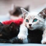 Carvoeiro Cat Charity to host festive fundraising dinner