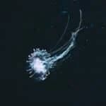 Algarve scientists join €5 million European project to monitor deep ocean