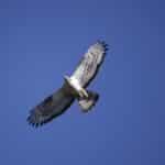 Sagres takes flight for Portugal’s biggest birdwatching festival