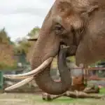 Alentejo elephant sanctuary prepares for new retiree from captivity
