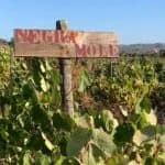 Algarve winery launches first Negra Mole red from 70-year-old vines