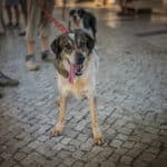 Algarve animal rescue benefits from €8,300 fundraiser