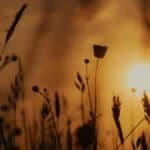 Unseasonable Heatwave Brings October Temperatures Above 30 Degrees